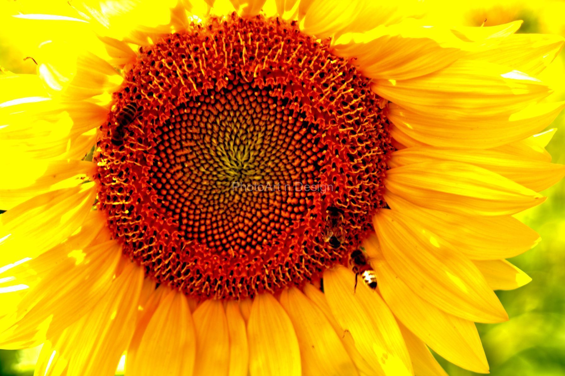 sunflower-visitorssmallfile